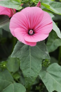 Annual mallow (Lavatera trimestris), flower, ornamental plant, North Rhine-Westphalia, Germany,