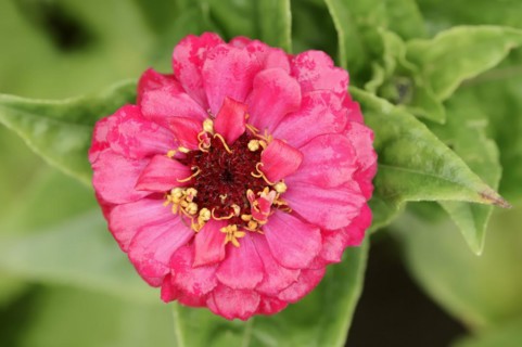 Zinnia (Zinnia elegans, Zinnia violacea), flower, ornamental plant, North Rhine-Westphalia,