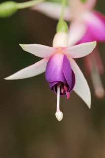 Fuchsia 'Eva Boerg' (Fuchsia hybride), flower, ornamental plant, North Rhine-Westphalia, Germany,
