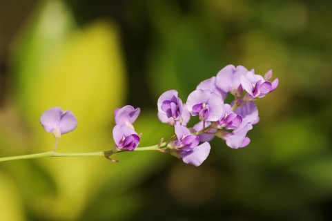 Coral pea or purple coral pea (Hardenbergia violacea), flowers, native to Australia, ornamental