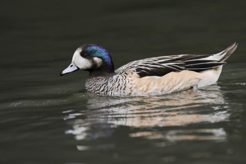 Chilean wigeon or Chilean wigeon (Anas sibilatrix, Mareca sibilatrix), captive, occurring in South