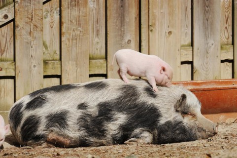 Goettingen minipig (Sus scrofa f. domestica), sow and piglet, North Rhine-Westphalia, Germany,