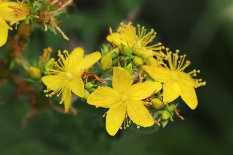 Imperforate st john's-wort (Hypericum maculatum), flowers, North Rhine-Westphalia, Germany, Europe
