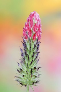 Purple clover or purple clover (Trifolium rubens), North Rhine-Westphalia, Germany, Europe