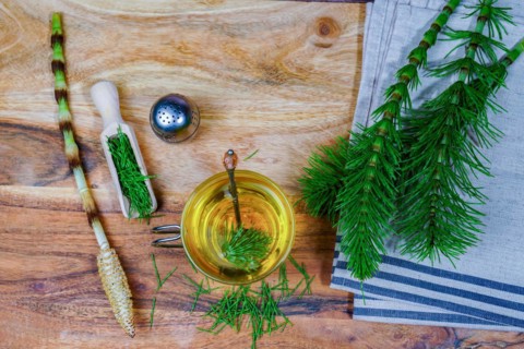 Infusion of horsetail Equisetum arvense, medicinal plant for health care with fresh branches just