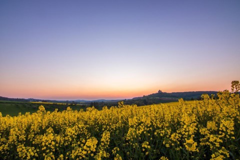 Landscape at sunrise. Beautiful morning landscape with fresh yellow rape fields in spring. Small