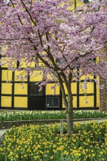 Flowering Winter Cherry (Prunus x subhirtella) 'Autmnalis ' rosea at halftimbered house in Ystad,