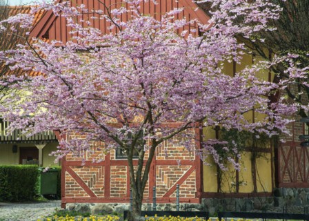 Flowering Winter Cherry (Prunus x subhirtella) 'Autmnalis ' rosea at halftimbered house in Ystad,