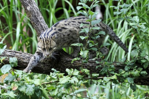 A fishing cat (Prionailurus viverrinus)