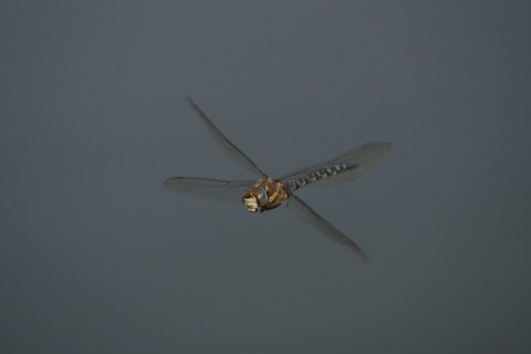 Migrant hawker dragonfly (Aeshna mixta) adult in flight in summer, Suffolk, England, United