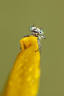 Common blue damselfly (Enallagma cyathigerum) adult on a Yellow iris flower in summer, Norfolk,