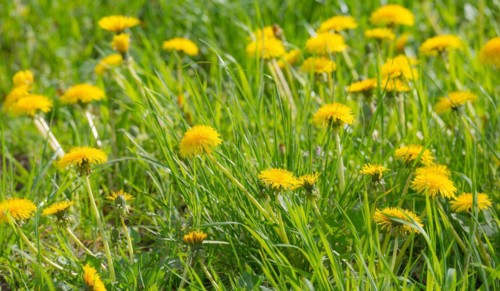 Many yellow flowers of dandelion, dandelion, buttercup, common dandelion (Taraxacum ruderalia)