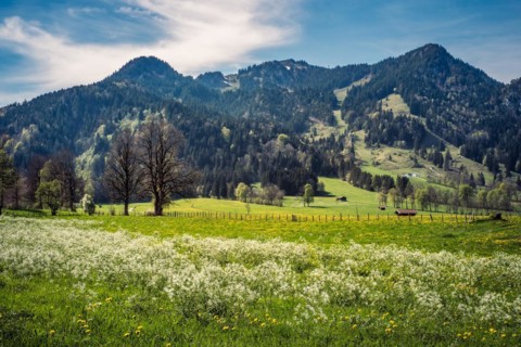 Nature, meadow, flowers, plants, dandelion, Taraxacum officinale, landscape, spring, mountains,
