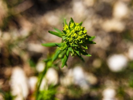 Cypress spurge (Euphorbia cyparissias), Berchtesgaden National Park, Halsalm, Ramsau,