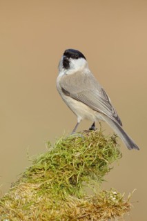 Marsh tit (Parus palustris) on a branch overgrown with moss, Siegerland, North Rhine-Westphalia,