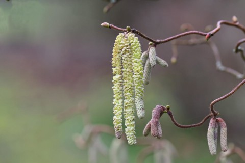 Common hazels (Corylus avellana), twig with male hazelnut blossoms, allergy, pollen, North