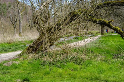 On the edge of the Wiesaz in the Wiesaz valley in the Swabian Alb near Goenningen,