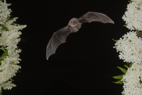 Common bent-wing bat (Miniopterus schreibersii) flying past a flowering elder (Sambucus), Pleven,