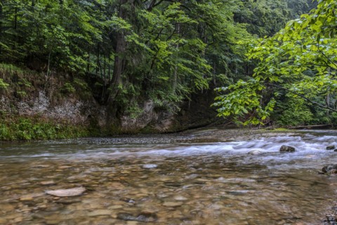 Natural landscape and vegetation in the Eistobel, in the nature reserve of the same name near