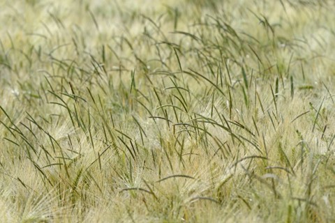 Foxtail grass (Alopecurus) in a green cereal field, North Rhine-Westphalia, Germany, Europe