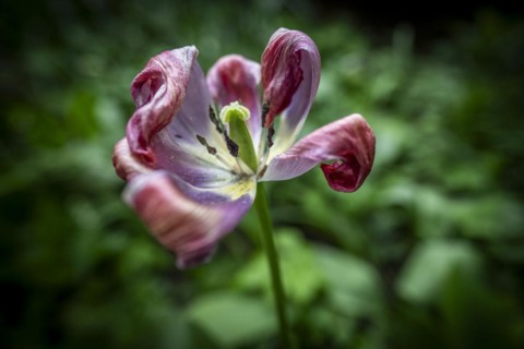 Pistil and stamens in a tulip calyx, fading tulip (Tulipa), Stuttgart, Baden-Wuerttemberg, Germany,
