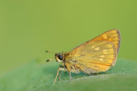 Rusty-coloured Fritillary (Ochlodes sylvanus, Augiades sylvanus), North Rhine-Westphalia, Germany,