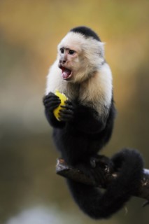 White-shouldered capuchin monkey or white-headed capuchin (Cebus capucinus), feeding, captive,