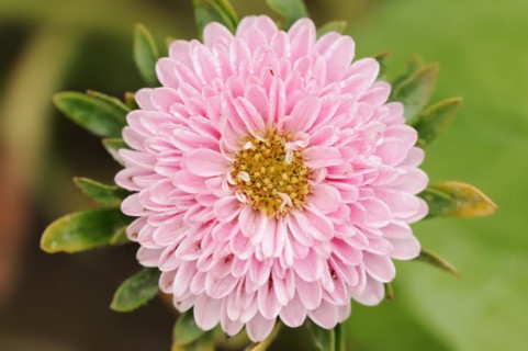 China aster (Callistephus chinensis), flower, ornamental plant, North Rhine-Westphalia, Germany,