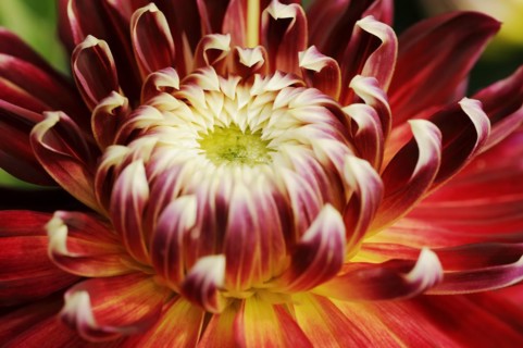 Dahlia 'Akita' (Dahlia Hybride), detail of flower, ornamental plant, North Rhine-Westphalia,