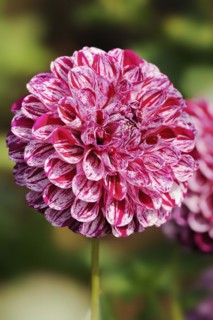 Dahlia 'Marble Ball' (Dahlia Hybride), flower, ornamental plant, North Rhine-Westphalia, Germany,