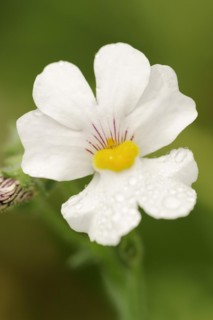 Elf mirror 'Sunsatia Plus' (Nemesia Fruticans-Hybride), flower, ornamental plant, North