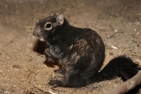 Rock gopher (Otospermophilus variegatus, Spermophilus variegatus), captive, occurrence in North