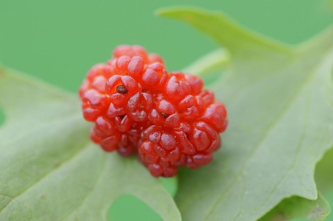 Strawberry spinach (Chenopodium foliosum, Blitum virgatum), fruit, vegetable and ornamental plant,