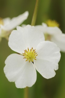 Water archer (Sagittaria sagittifolia), flower, North Rhine-Westphalia, Germany, Europe