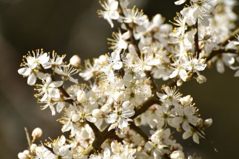 Hawthorn blossom in the valley near Weiden im Hunsrueck, Rhineland-Palatinate, Germany, Europe