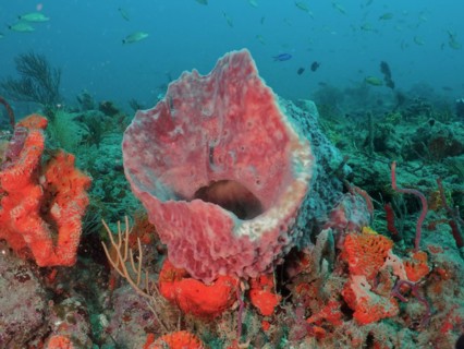 Giant barrel sponge (Xestospongia muta), dive site Paul's Reef, reef, Riviera Beach, Florida, USA,