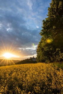Landscape at sunrise. Beautiful morning landscape with fresh yellow rape fields in spring. Small