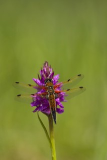 Four spotted chaser dragonfly (Libellula quadrimaculata) adult resting on a Marsh orchid in the