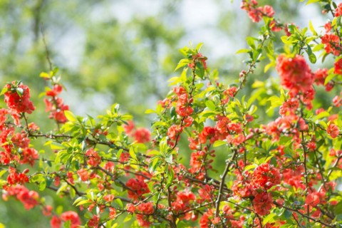 Japanese quince (Chaenomeles speciosa) (syn.: Chaenomeles lagenaria) or tall ornamental quince,