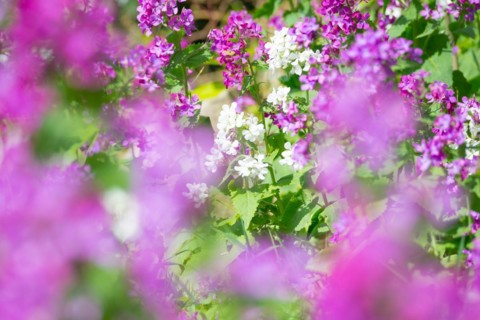 A colourful flower bed with purple, pink and white flower-bed, annual honesty (Lunaria annua) or