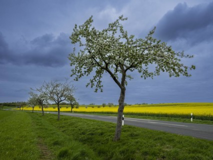 Flowering apple trees along a road, avenue, rape field, field with rape (Brassica napus),