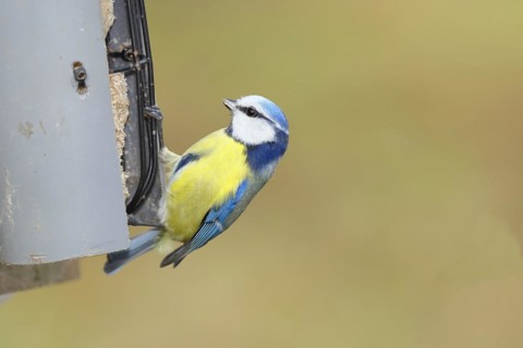 Blue tit (Parus caeruleus), sitting at a feeder with fat balls in the garden, Wilnsdorf, North