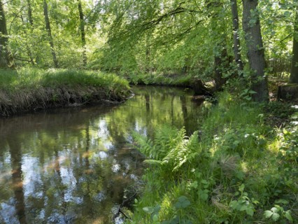 Stream and floodplain of the Dalke with alder forest in spring, Guetersloh, North Rhine-Westphalia,