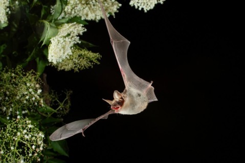 Greater mouse-eared bat (Myotis myotis) in flight hunting for insects on an elderberry bush, near