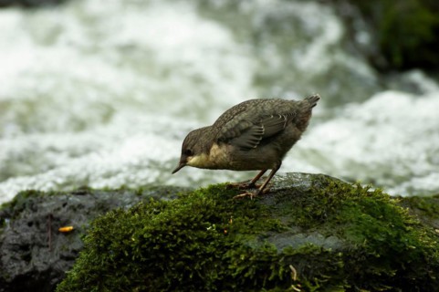 White-throated Dipper (Cinclus cinclus) young bird foraging in moss-covered rock in rushing water,