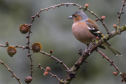 Common chaffinch (Fringilla coelebs) on a larch branch, Emsland, Lower Saxony, Germany, Europe