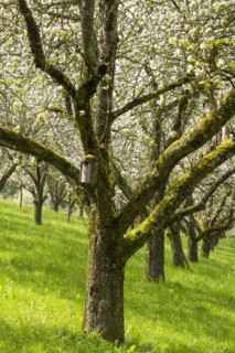 Orchard meadow, blossoming apple trees, nesting box, Baden, Wuerttemberg, Germany, Europe