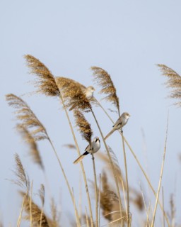 Bearded reedlings (Panurus biarmicus), sitting in the reeds, Neusiedler See-Seewinkel National
