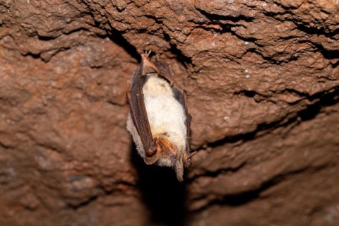 Greater mouse-eared bat (Myotis myotis), hibernating in a cave, North Rhine-Westphalia, Germany,