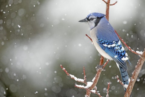 Gray jay (Cyanocitta cristata) perched on a tree during a snowfall, City of Saint-Mathieu-du-Parc,